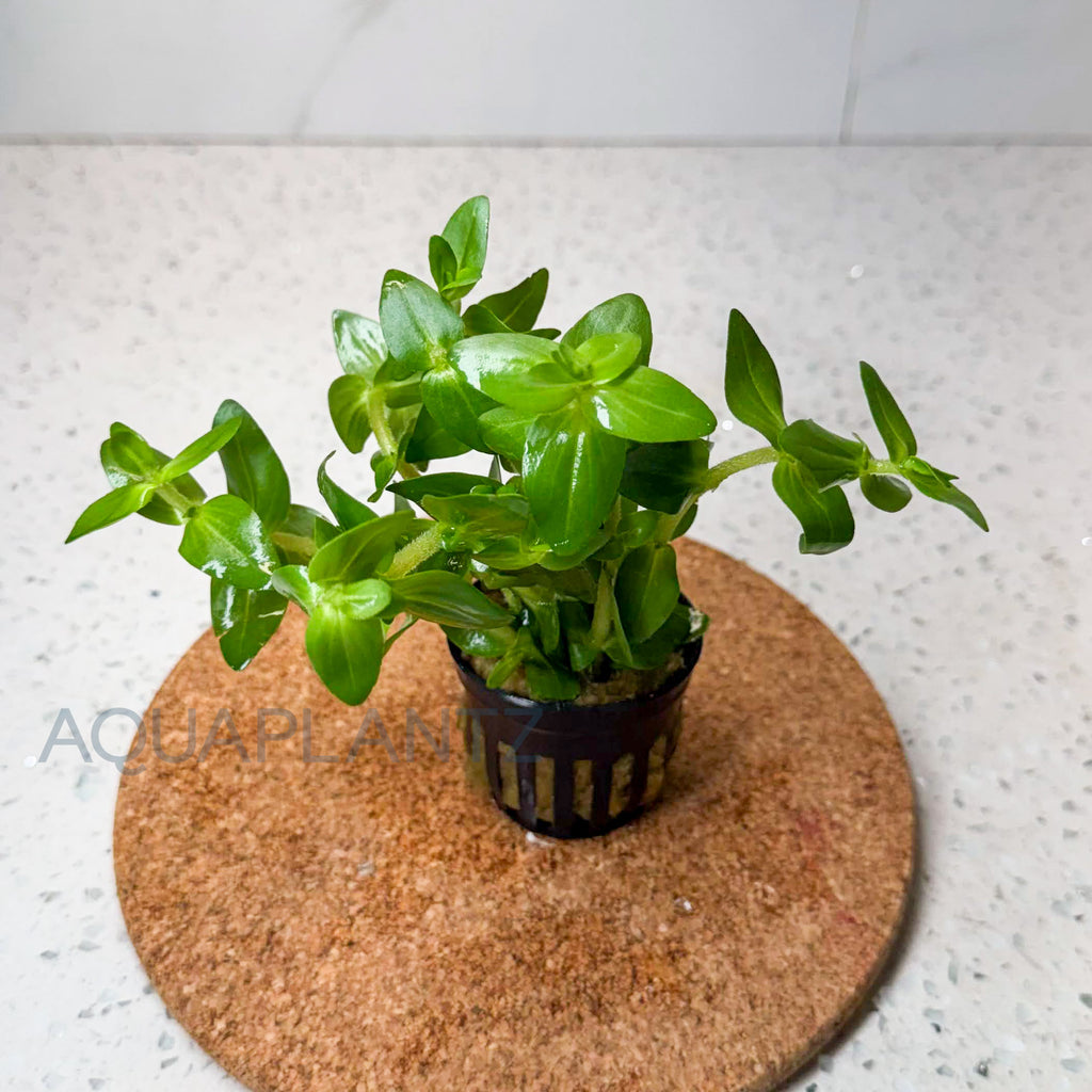 Bacopa Amplexicaulis aquarium plant — Aquaplantz Canada