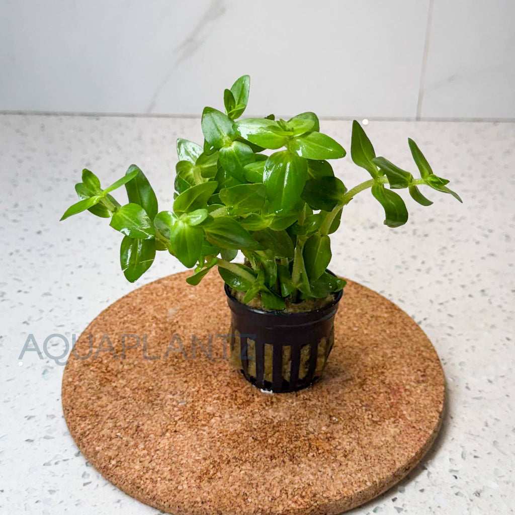 Bacopa Amplexicaulis aquarium plant — Aquaplantz Canada