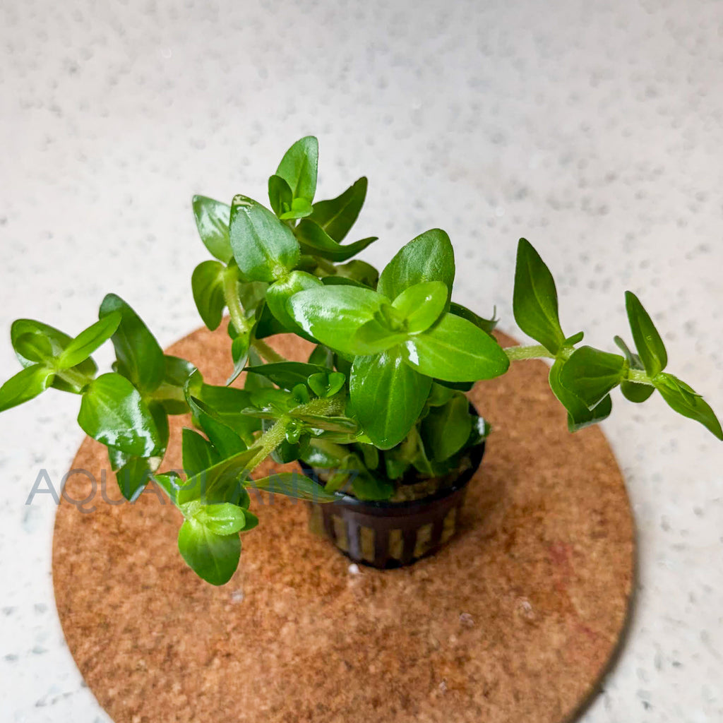 Bacopa Amplexicaulis aquarium plant — Aquaplantz Canada