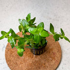 Bacopa Amplexicaulis aquarium plant — Aquaplantz Canada