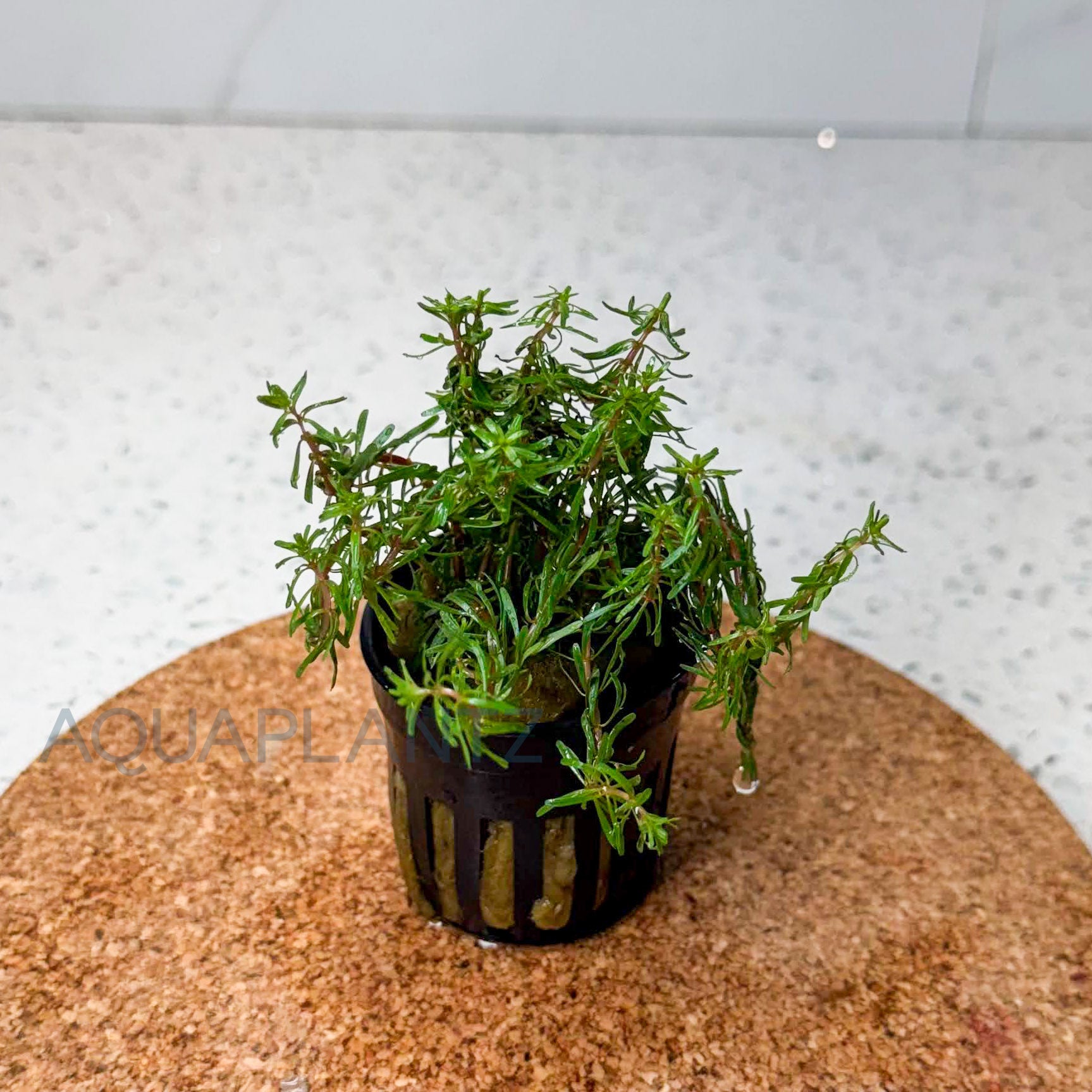 Rotala Wallichii aquarium plant — Aquaplantz Canada