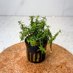 Rotala Wallichii aquarium plant — Aquaplantz Canada