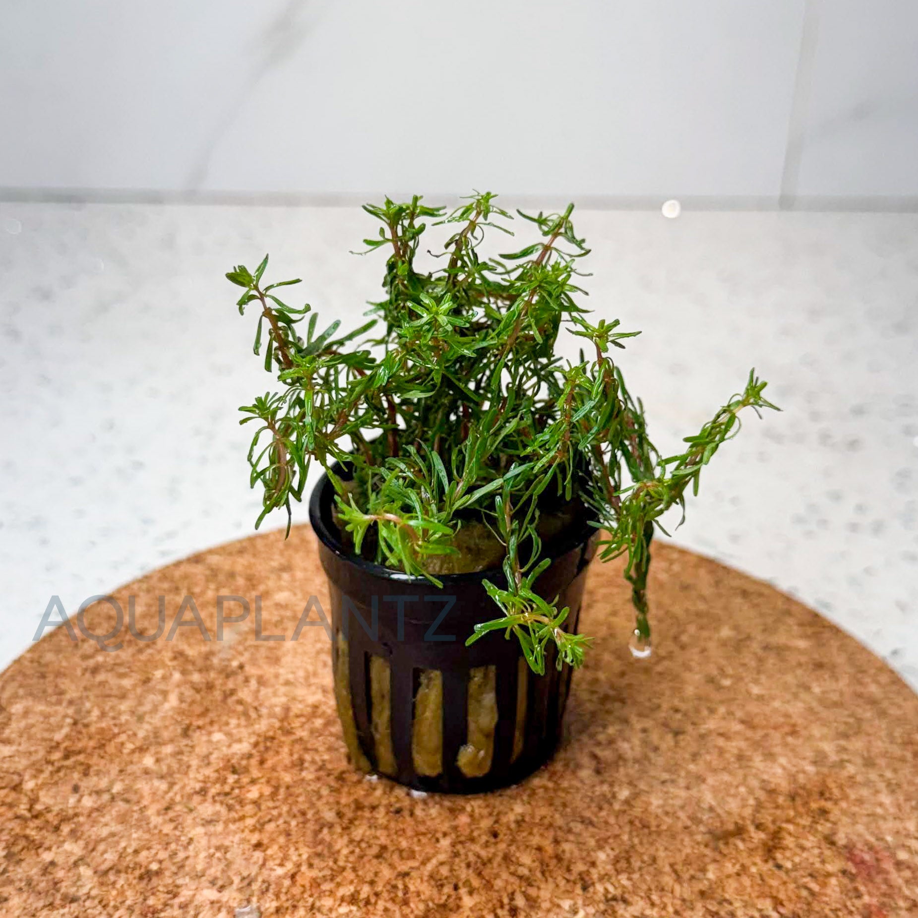 Rotala Wallichii aquarium plant — Aquaplantz Canada