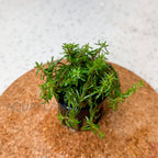 Rotala Wallichii aquarium plant — Aquaplantz Canada