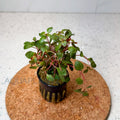 Ludwigia Palustris Super Red aquarium plant — Aquaplantz Canada