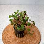 Ludwigia Palustris Super Red aquarium plant — Aquaplantz Canada