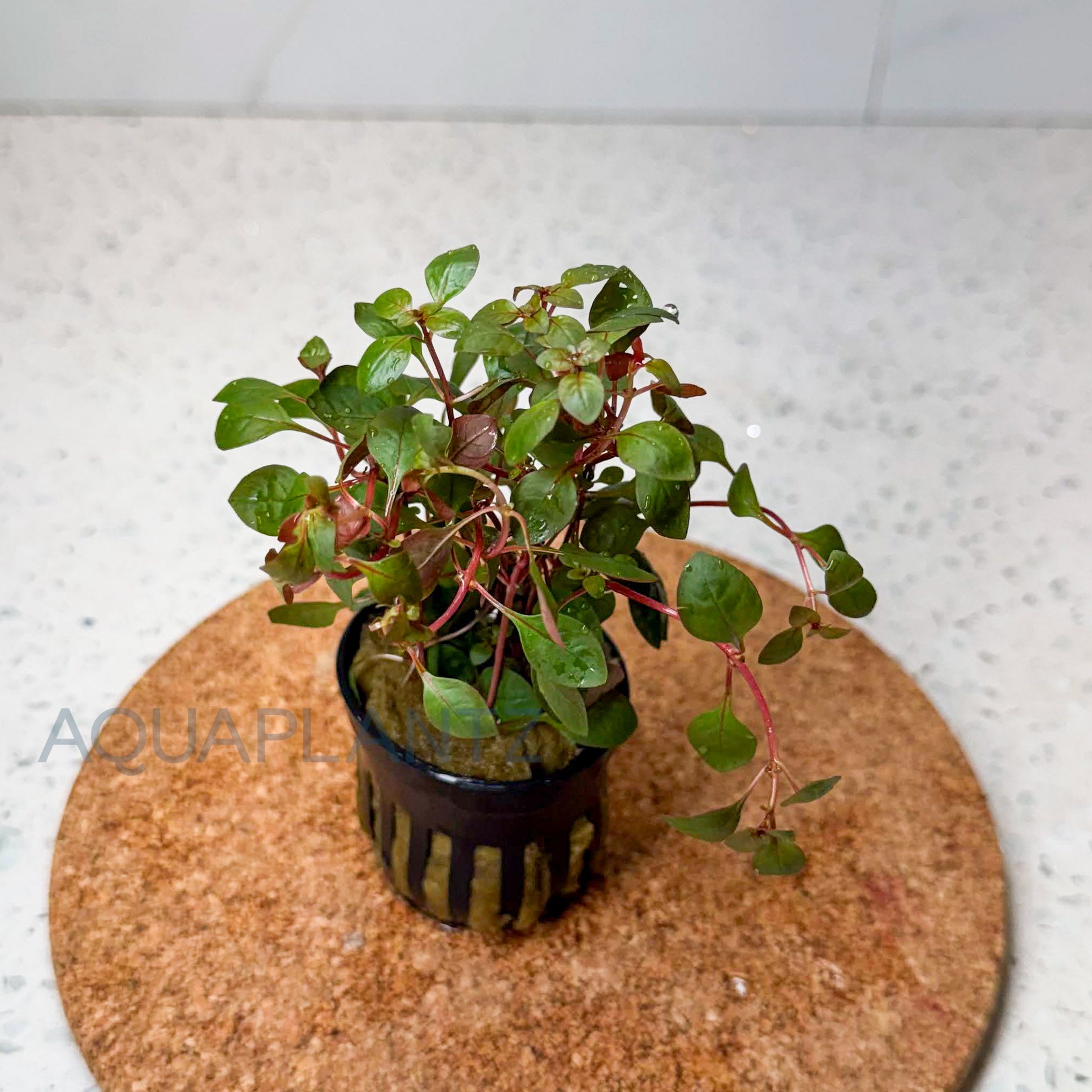 Ludwigia Palustris Super Red aquarium plant — Aquaplantz Canada