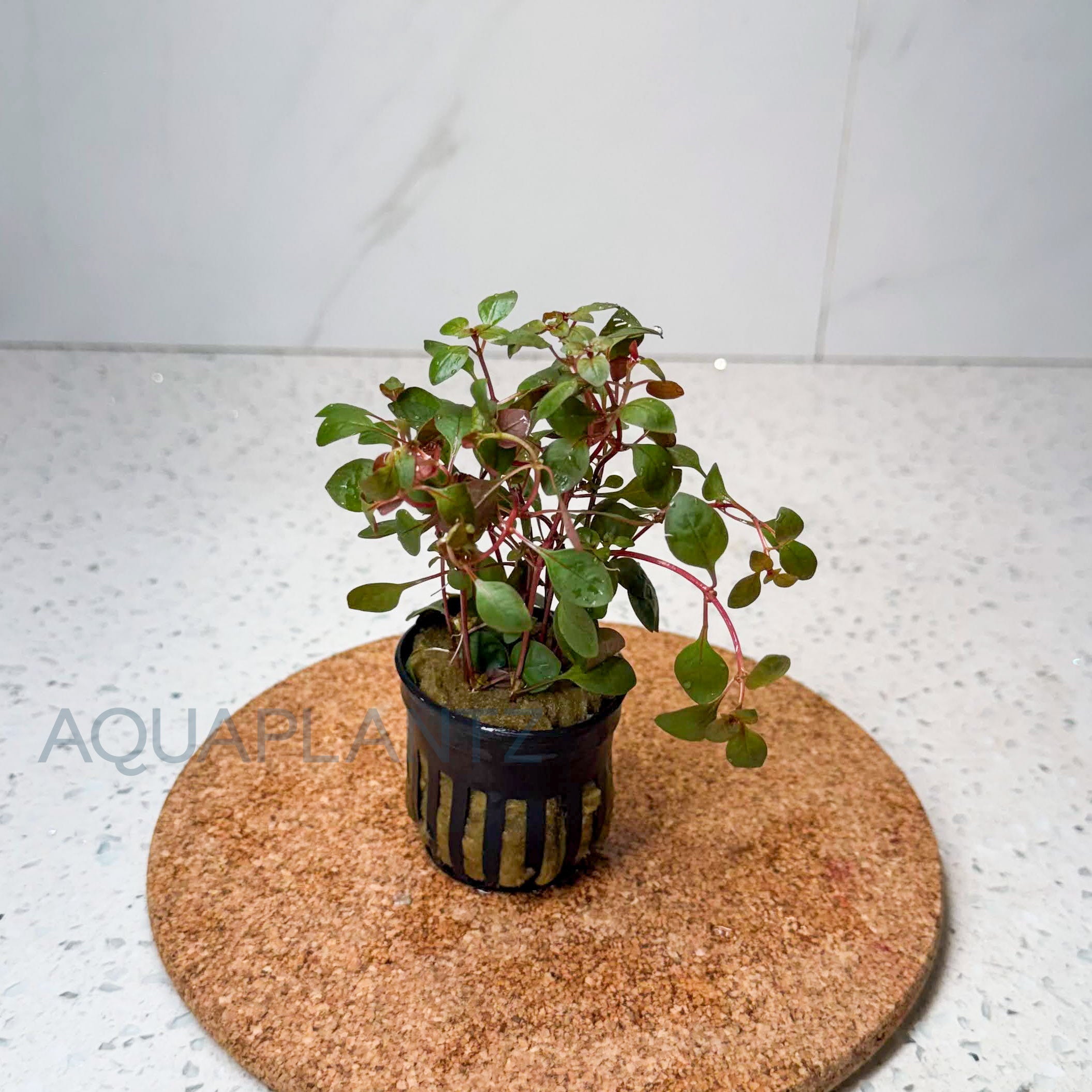 Ludwigia Palustris Super Red aquarium plant — Aquaplantz Canada
