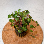 Ludwigia Palustris Super Red aquarium plant — Aquaplantz Canada