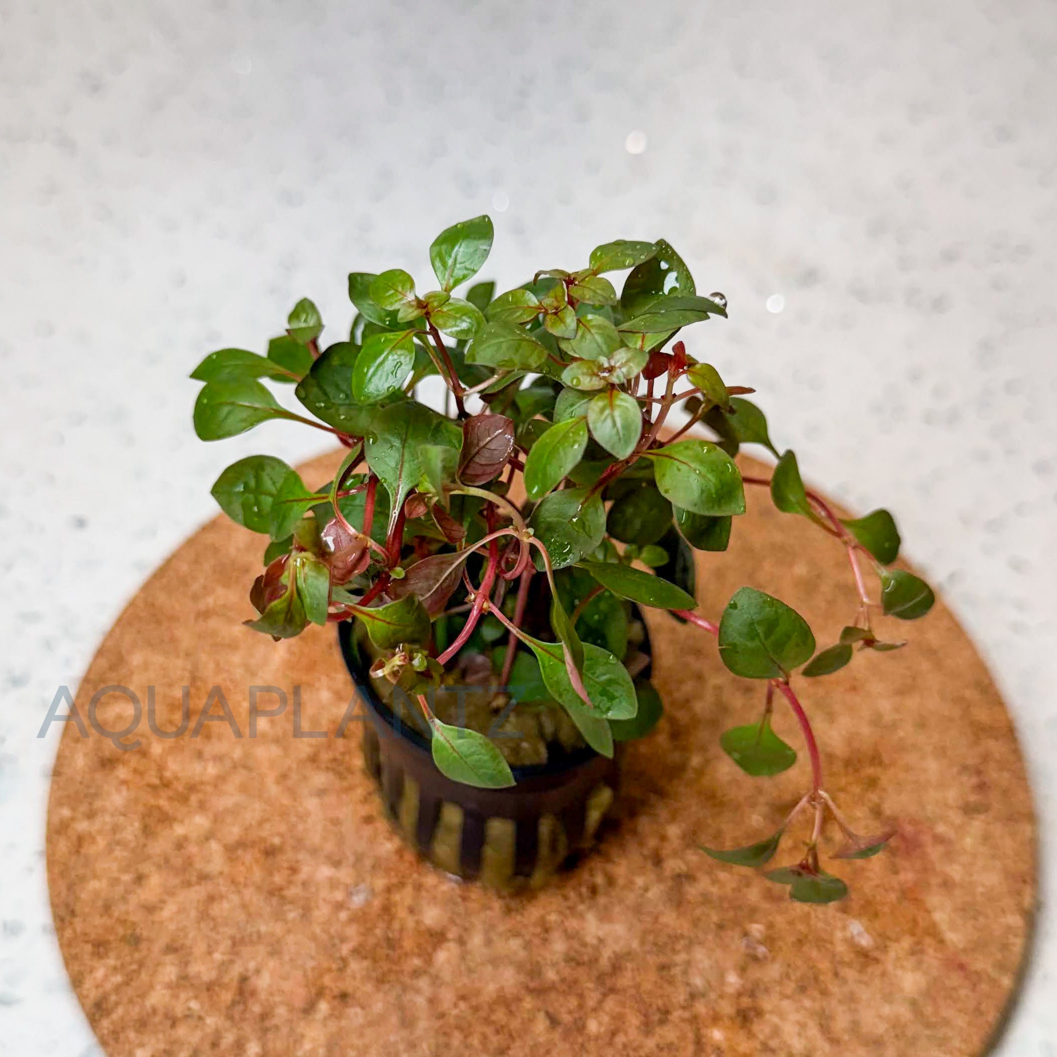 Ludwigia Palustris Super Red aquarium plant — Aquaplantz Canada