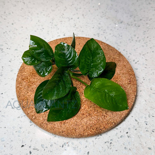 Anubias Barteri Butterfly aquarium plant — Aquaplantz Canada