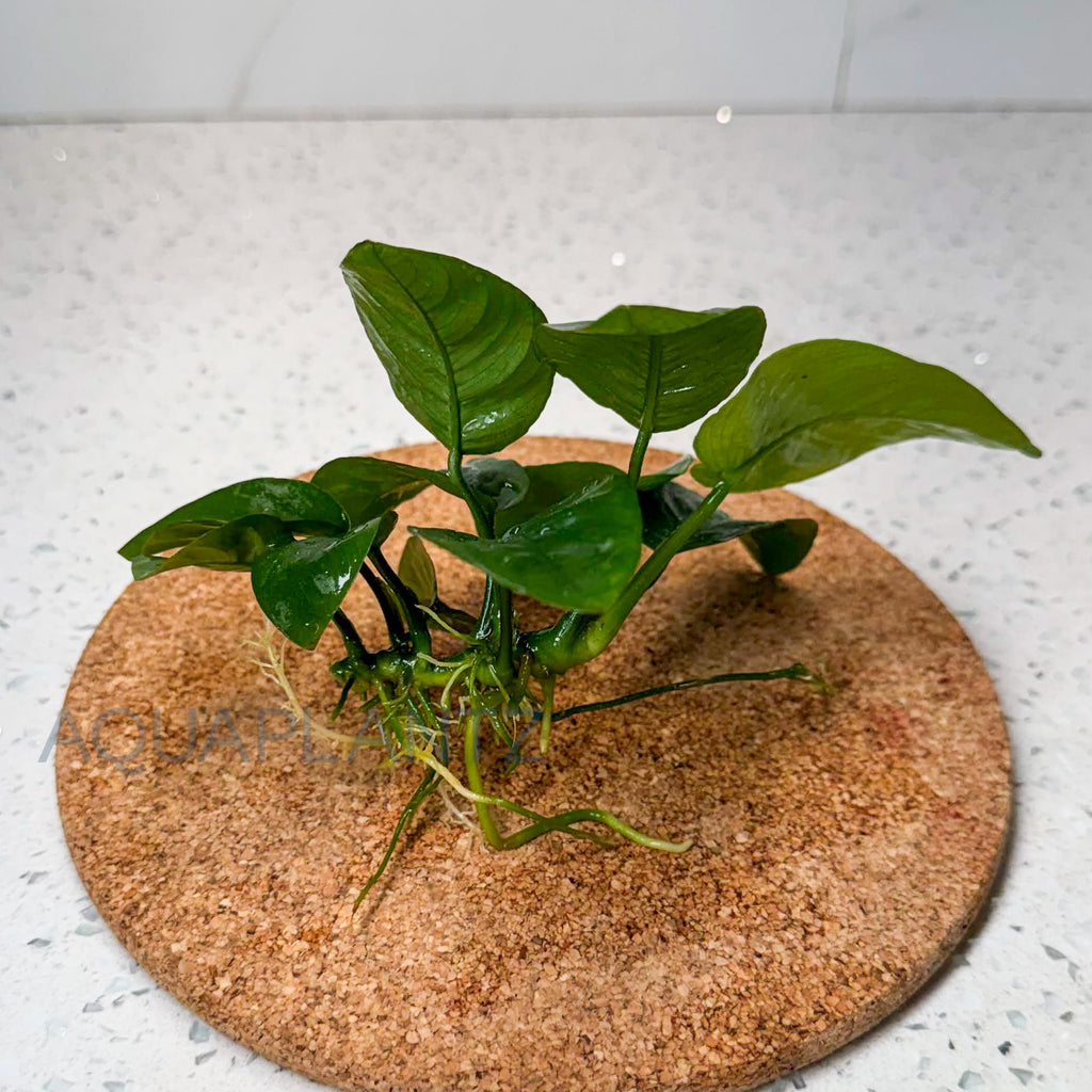 Anubias Barteri Butterfly aquarium plant — Aquaplantz Canada