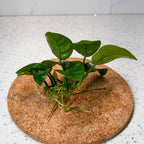 Anubias Barteri Butterfly aquarium plant — Aquaplantz Canada