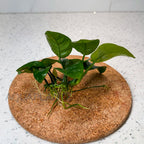 Anubias Barteri Butterfly aquarium plant — Aquaplantz Canada