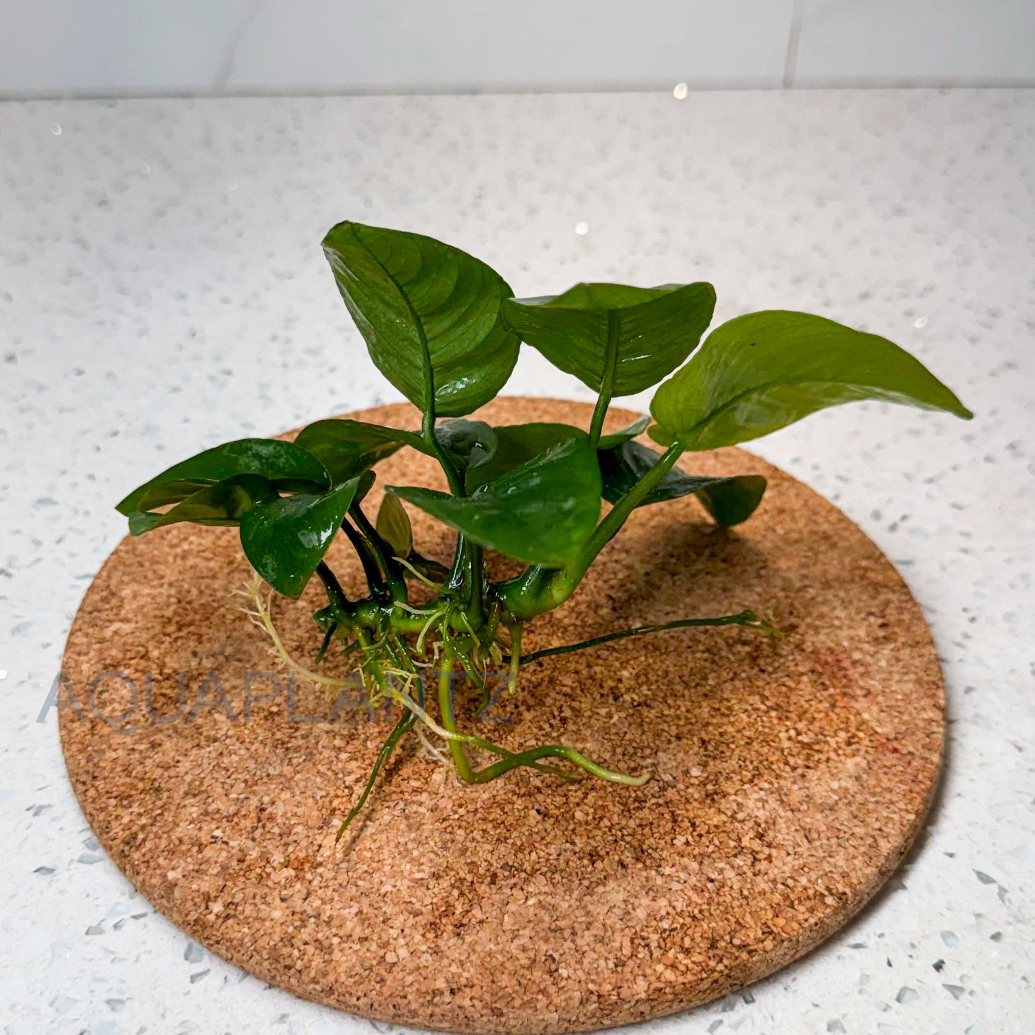 Anubias Barteri Butterfly aquarium plant — Aquaplantz Canada