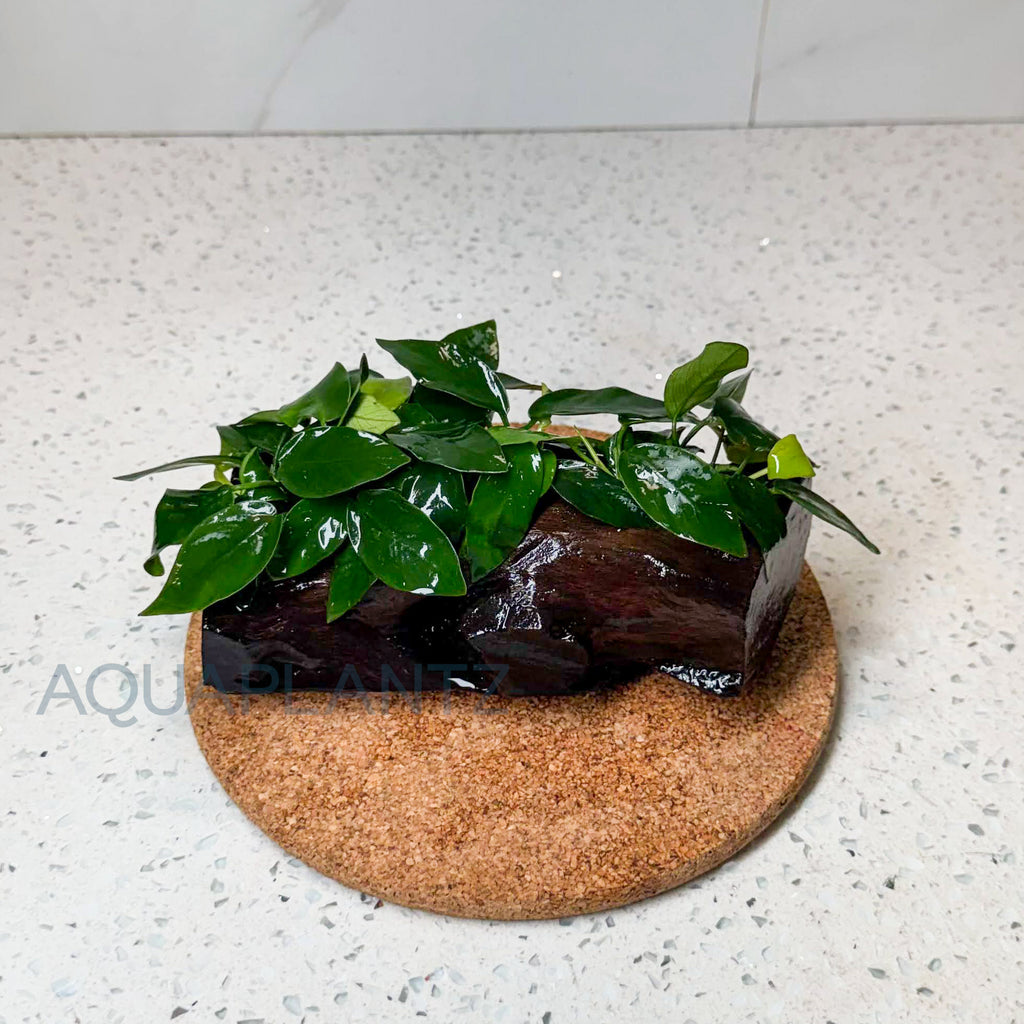 Anubias Nana on Driftwood aquarium plant — Aquaplantz Canada