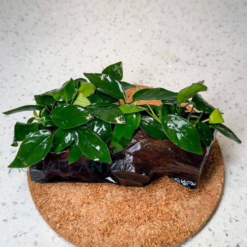 Anubias Nana on Driftwood aquarium plant — Aquaplantz Canada