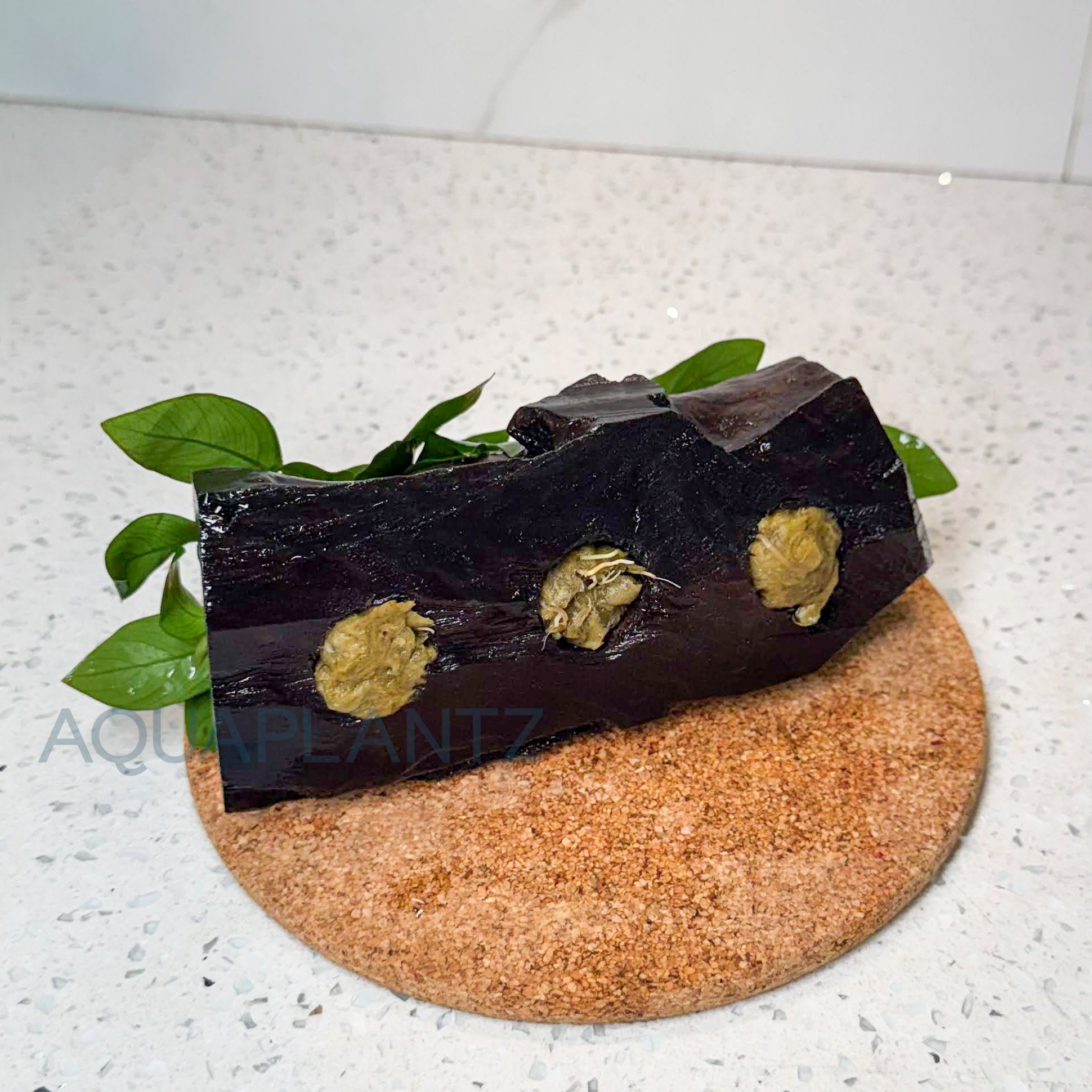 Anubias Nana on Driftwood aquarium plant — Aquaplantz Canada