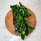 Anubias Nana on Driftwood aquarium plant — Aquaplantz Canada