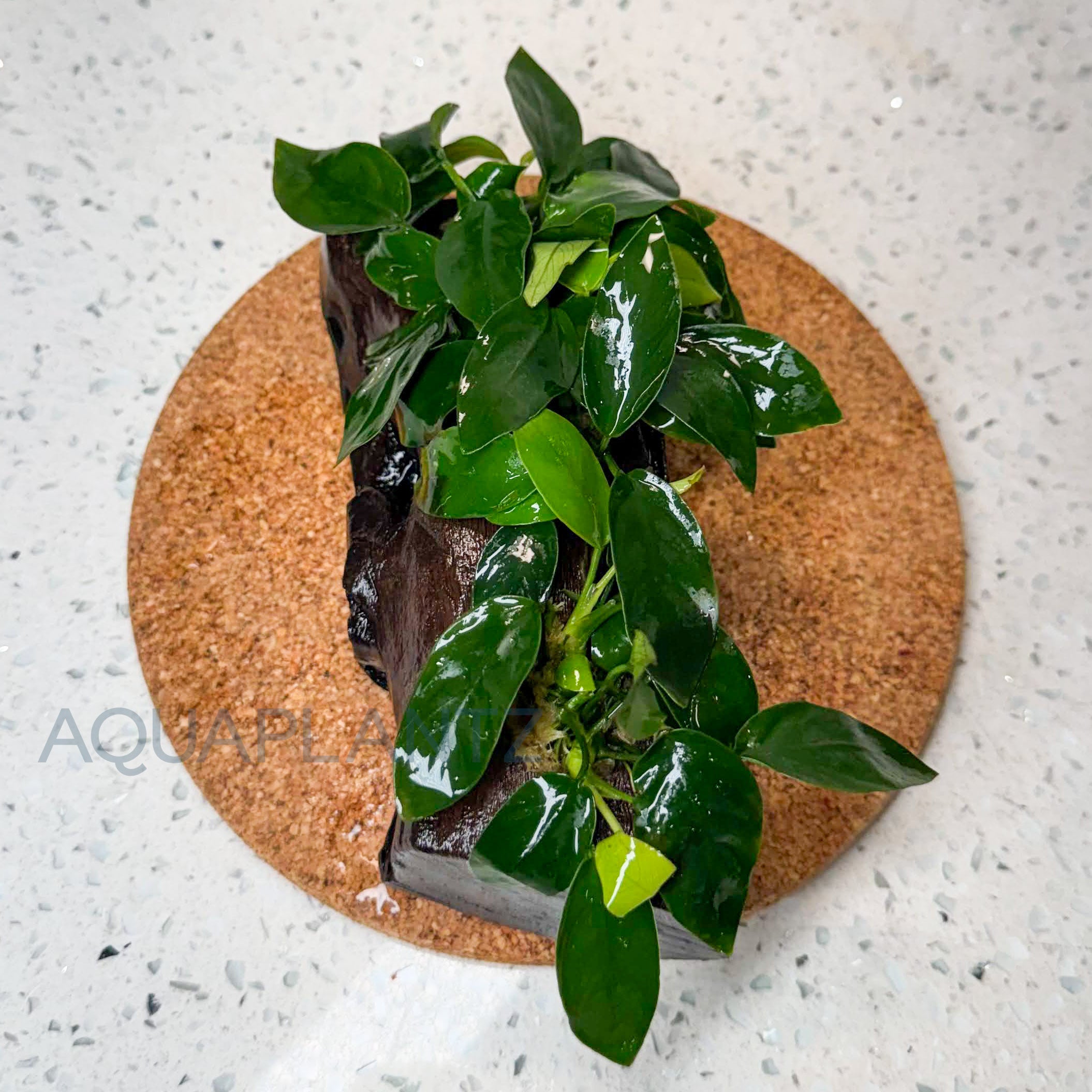 Anubias Nana on Driftwood aquarium plant — Aquaplantz Canada