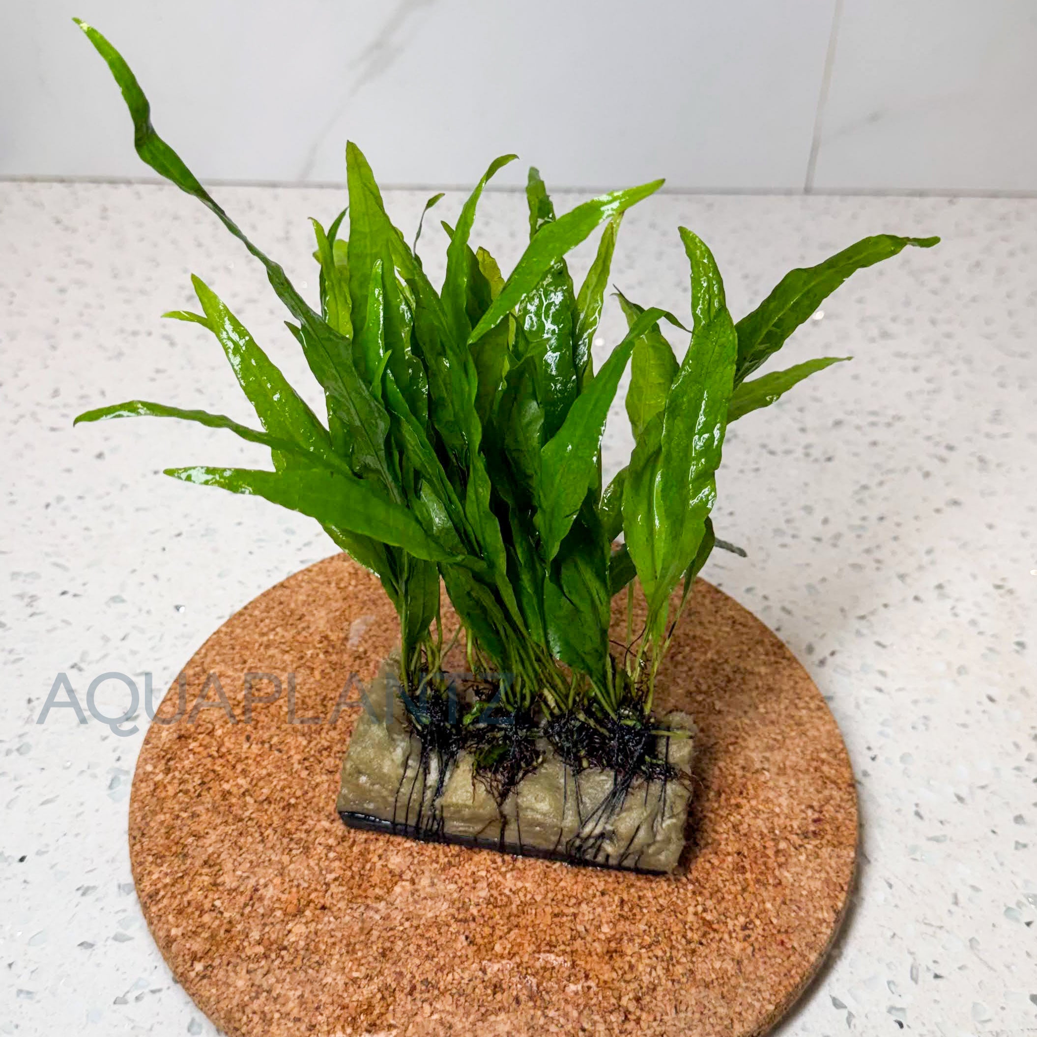 Microsorum Narrow on Plate aquarium plant — Aquaplantz Canada