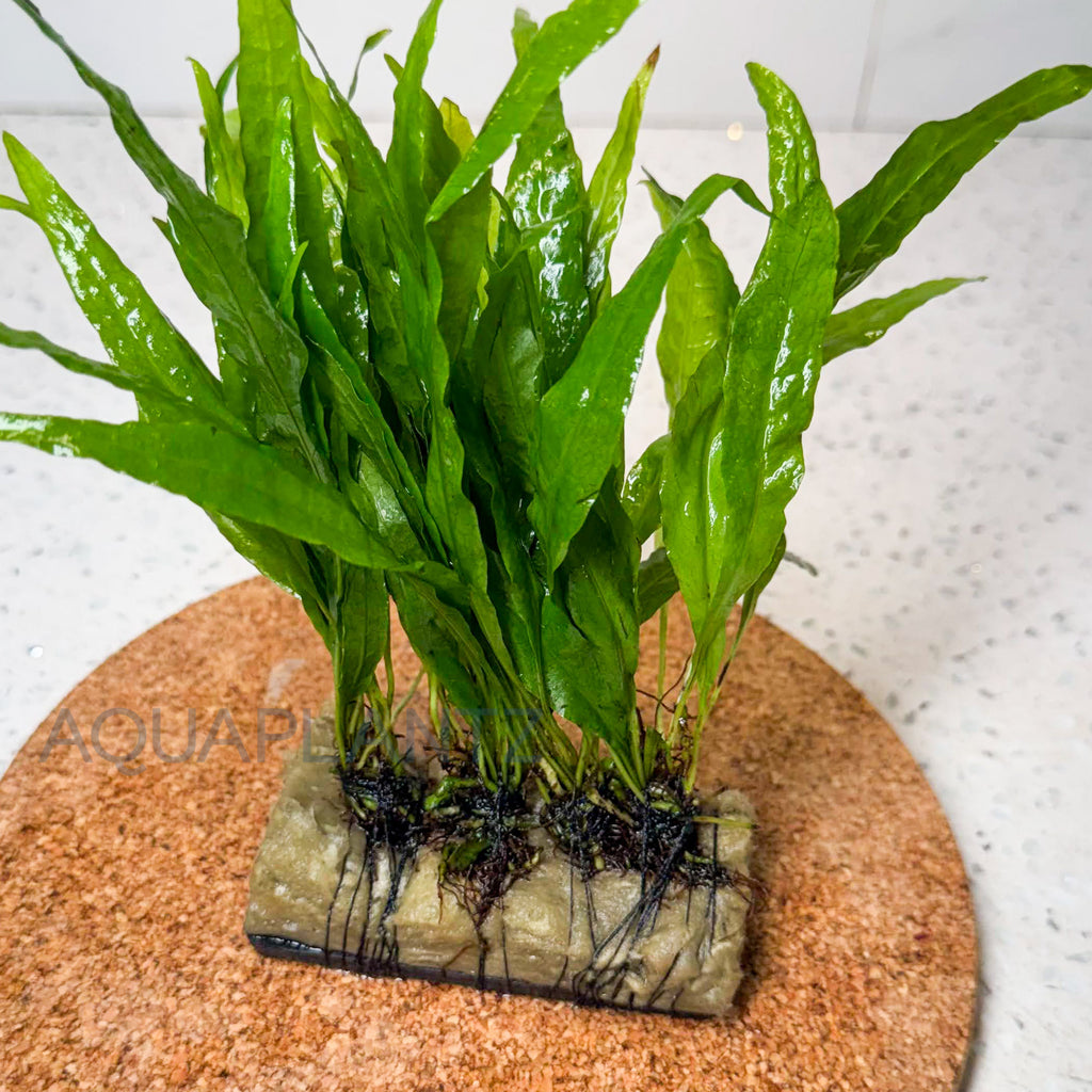 Microsorum Narrow on Plate aquarium plant — Aquaplantz Canada