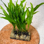 Microsorum Narrow on Plate aquarium plant — Aquaplantz Canada