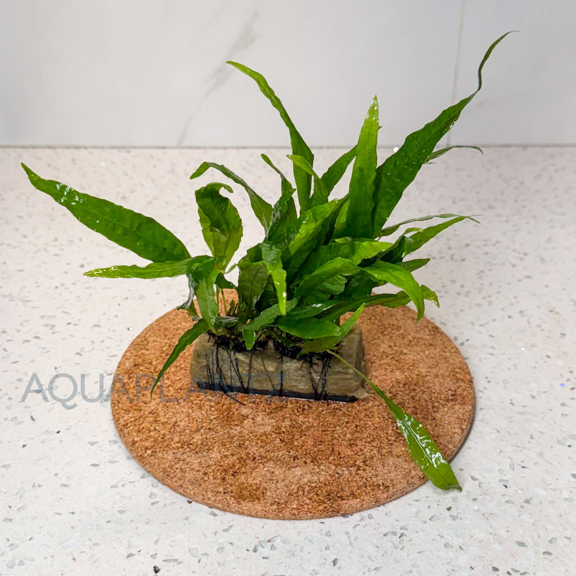 Microsorum Narrow on Plate aquarium plant — Aquaplantz Canada