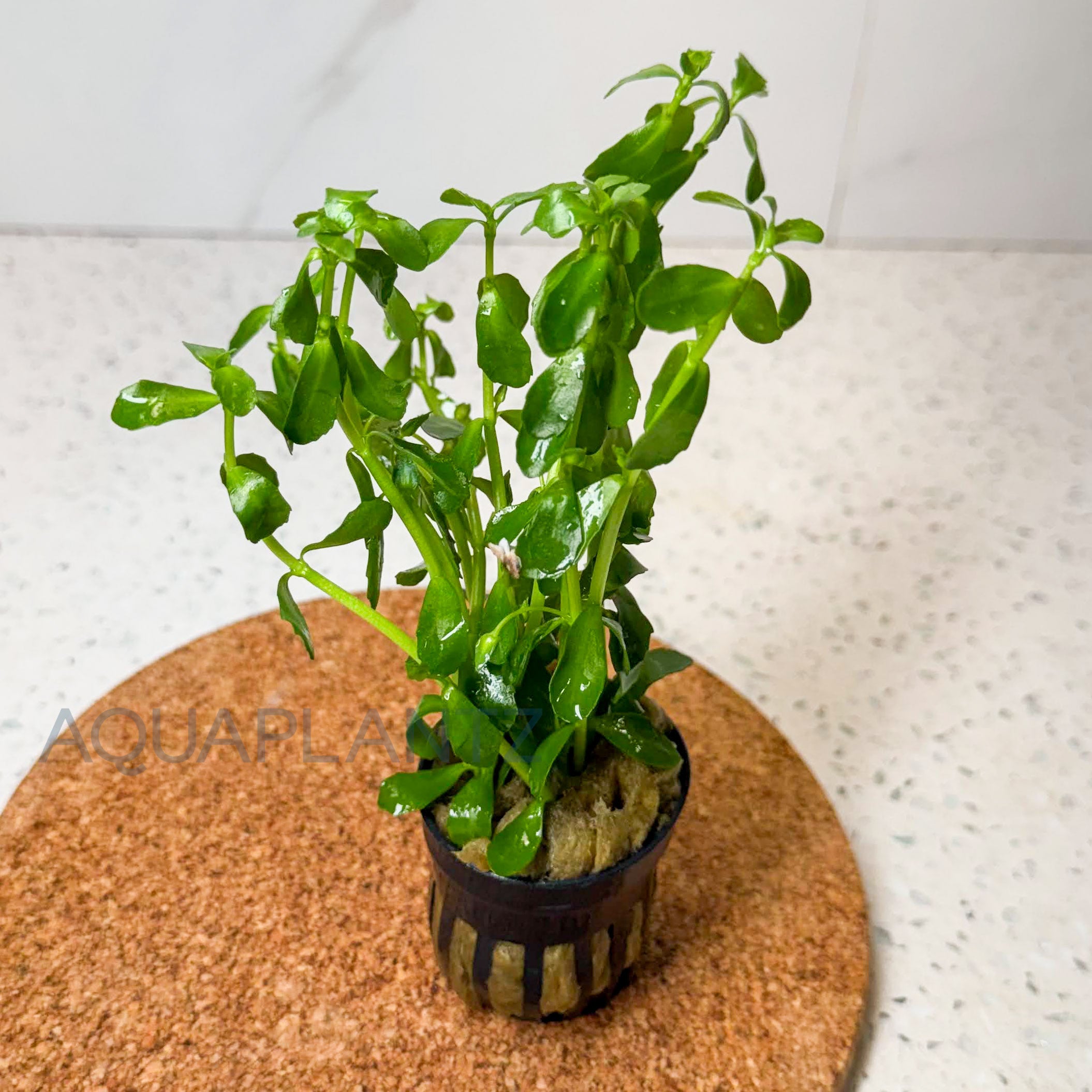 Bacopa Monnieri aquarium plant — Aquaplantz Canada