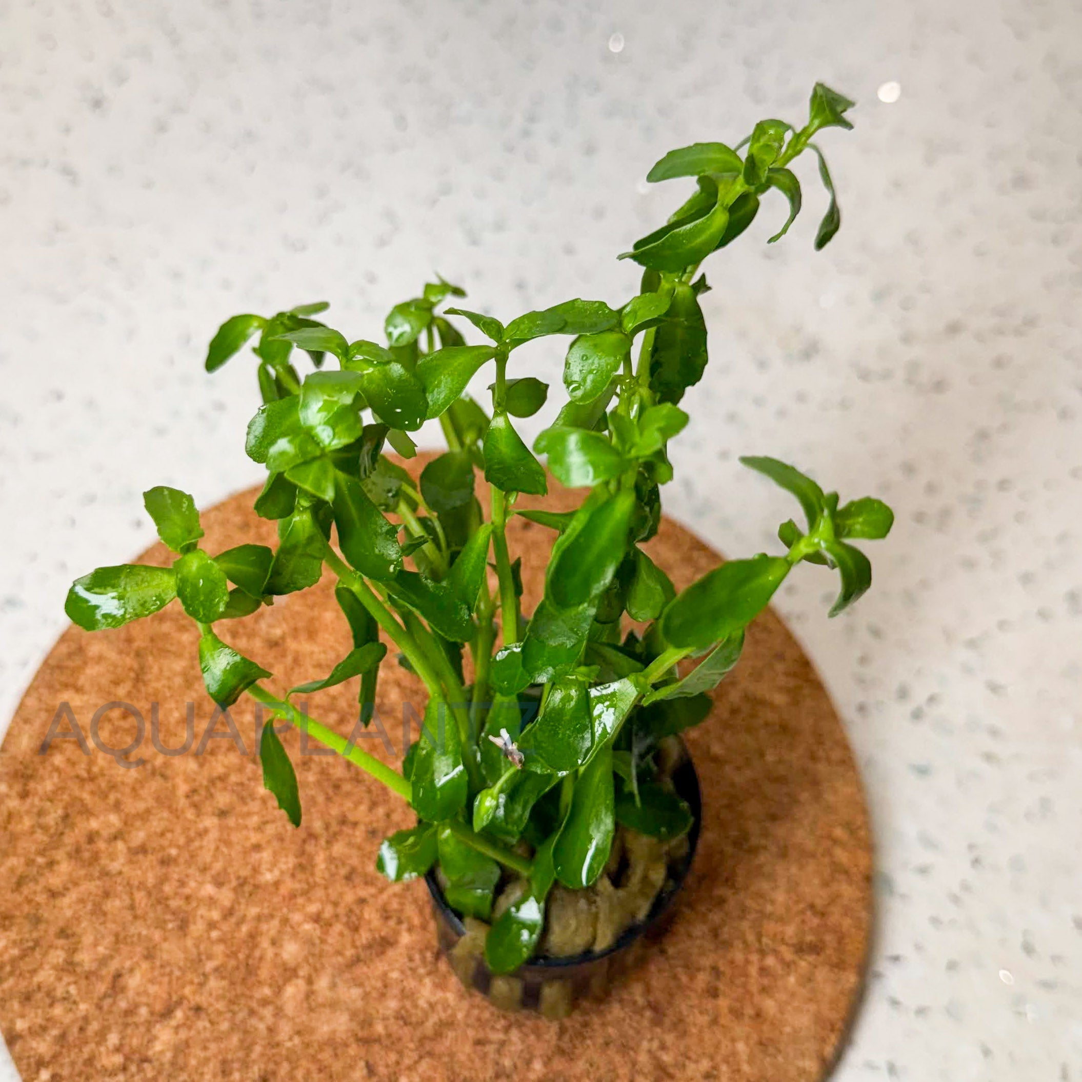 Bacopa Monnieri aquarium plant — Aquaplantz Canada
