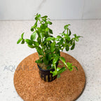 Bacopa Monnieri aquarium plant — Aquaplantz Canada