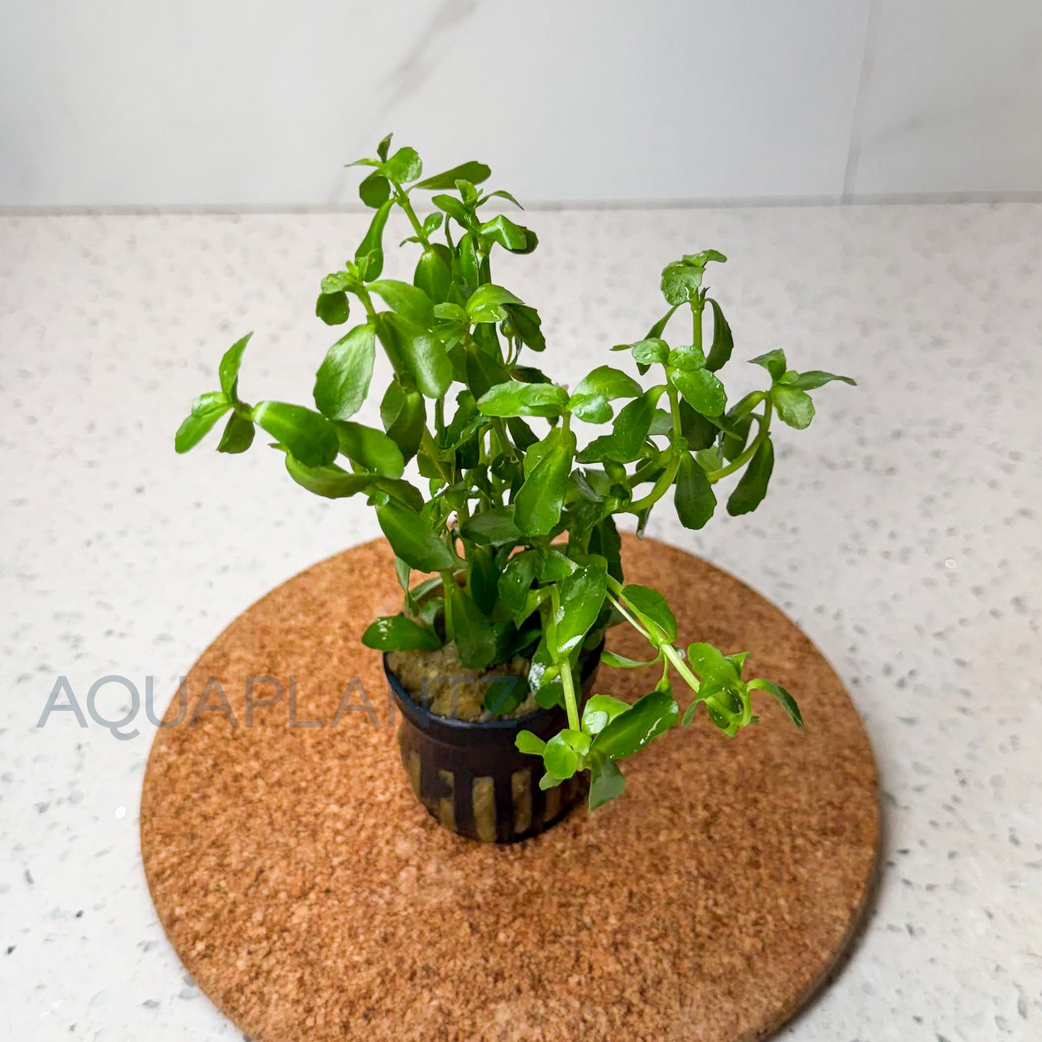 Bacopa Monnieri aquarium plant — Aquaplantz Canada