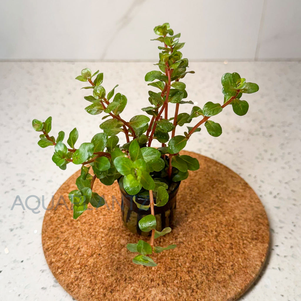 Rotala HRA aquarium plant — Aquaplantz Canada
