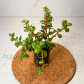 Rotala HRA aquarium plant — Aquaplantz Canada