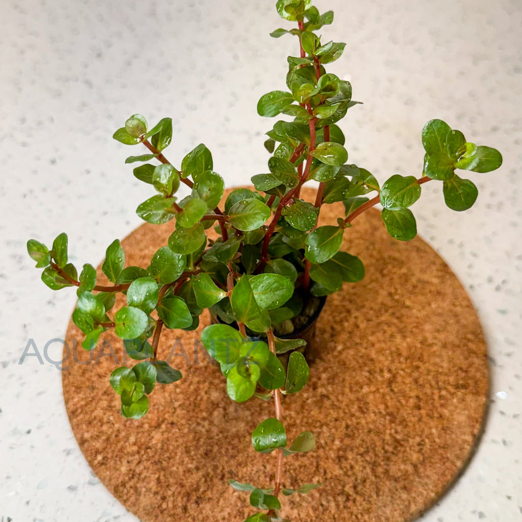 Rotala HRA aquarium plant — Aquaplantz Canada