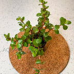 Rotala HRA aquarium plant — Aquaplantz Canada