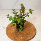 Rotala HRA aquarium plant — Aquaplantz Canada