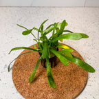 Sagittaria Subulata aquarium plant — Aquaplantz Canada