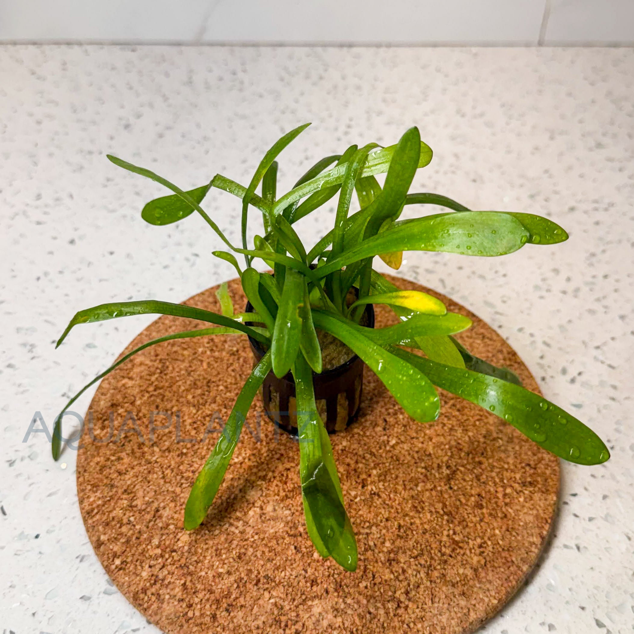 Sagittaria Subulata aquarium plant — Aquaplantz Canada