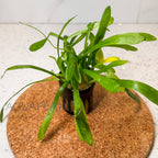Sagittaria Subulata aquarium plant — Aquaplantz Canada