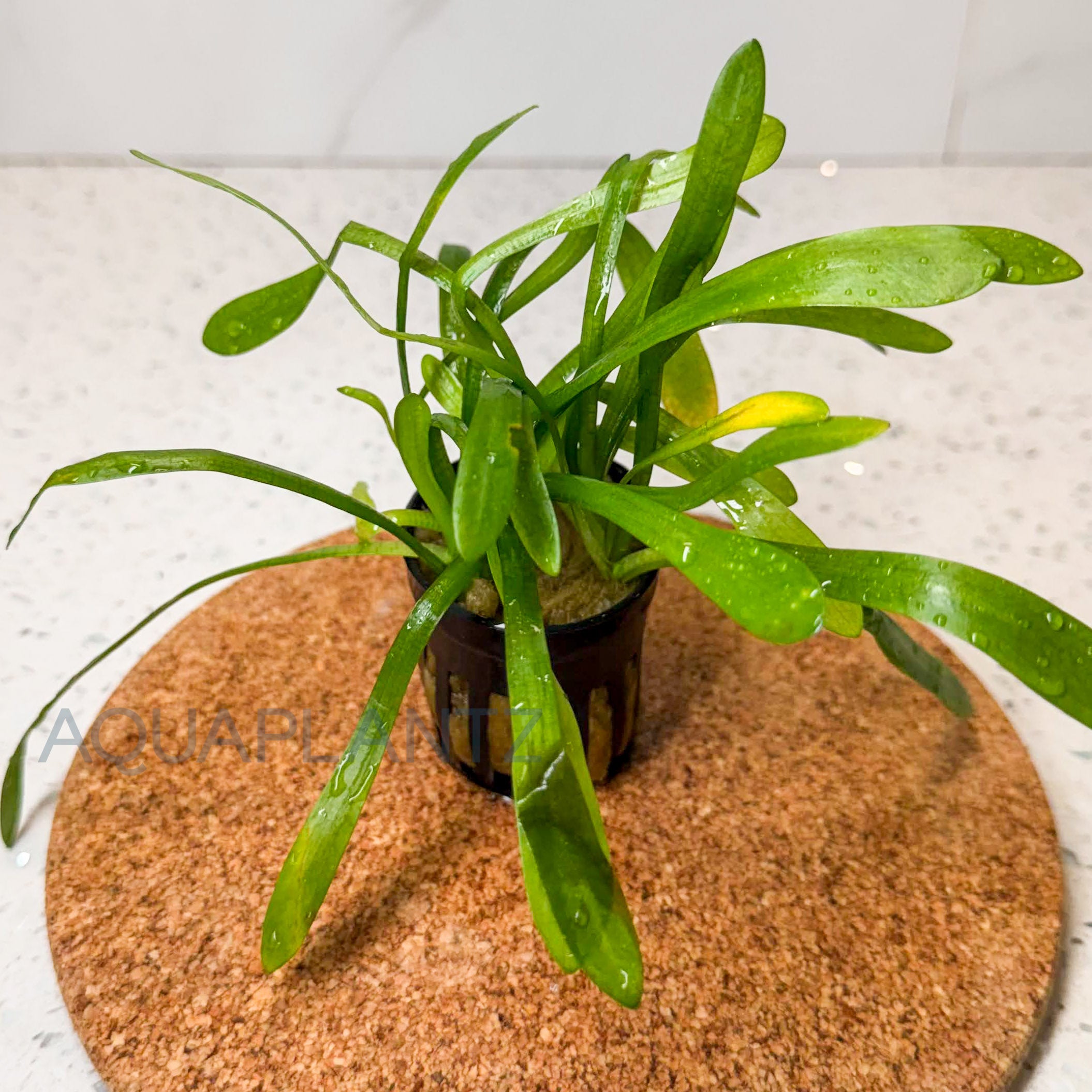 Sagittaria Subulata aquarium plant — Aquaplantz Canada