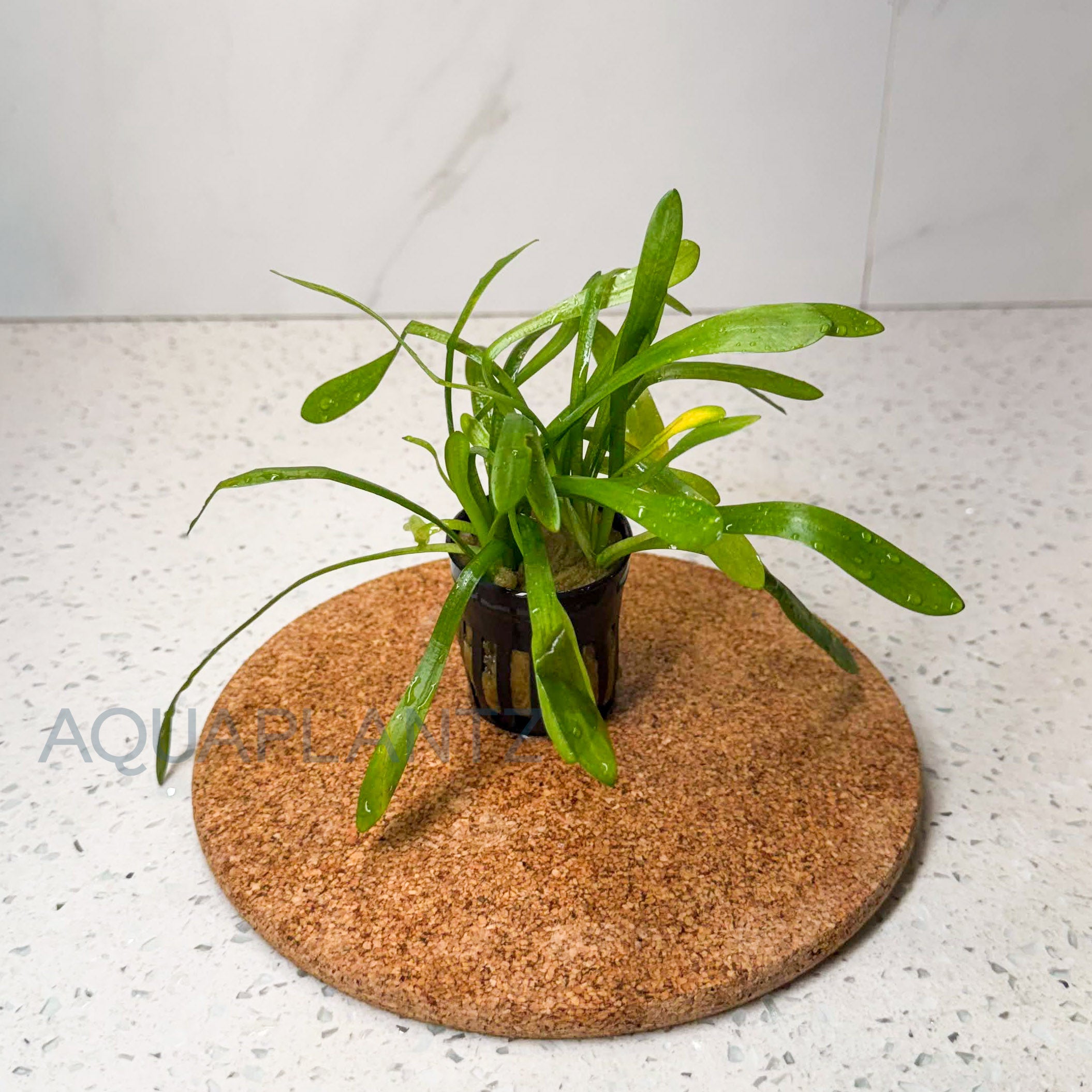 Sagittaria Subulata aquarium plant — Aquaplantz Canada