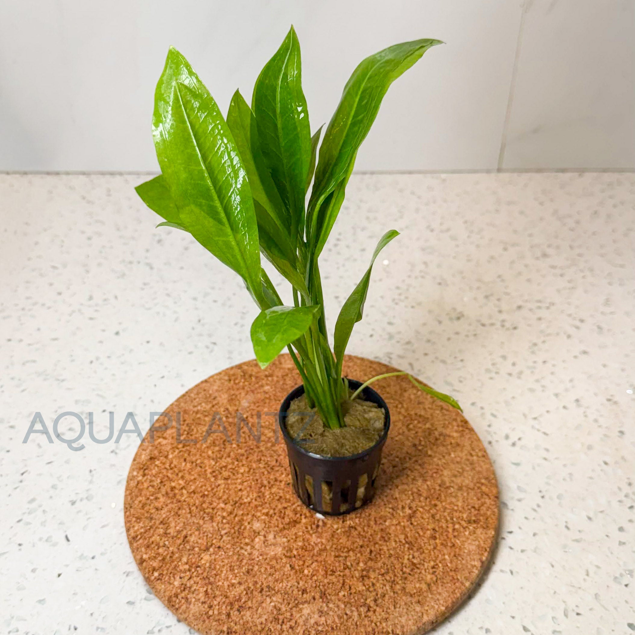Echinodorus Bleheri (Amazon Sword) aquarium plant — Aquaplantz Canada