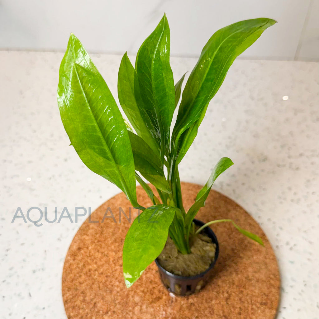 Echinodorus Bleheri (Amazon Sword) aquarium plant — Aquaplantz Canada