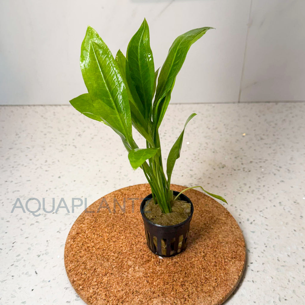 Echinodorus Bleheri (Amazon Sword) aquarium plant — Aquaplantz Canada