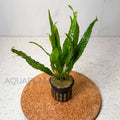 Microsorum Pteropus Narrow aquarium plant — Aquaplantz Canada