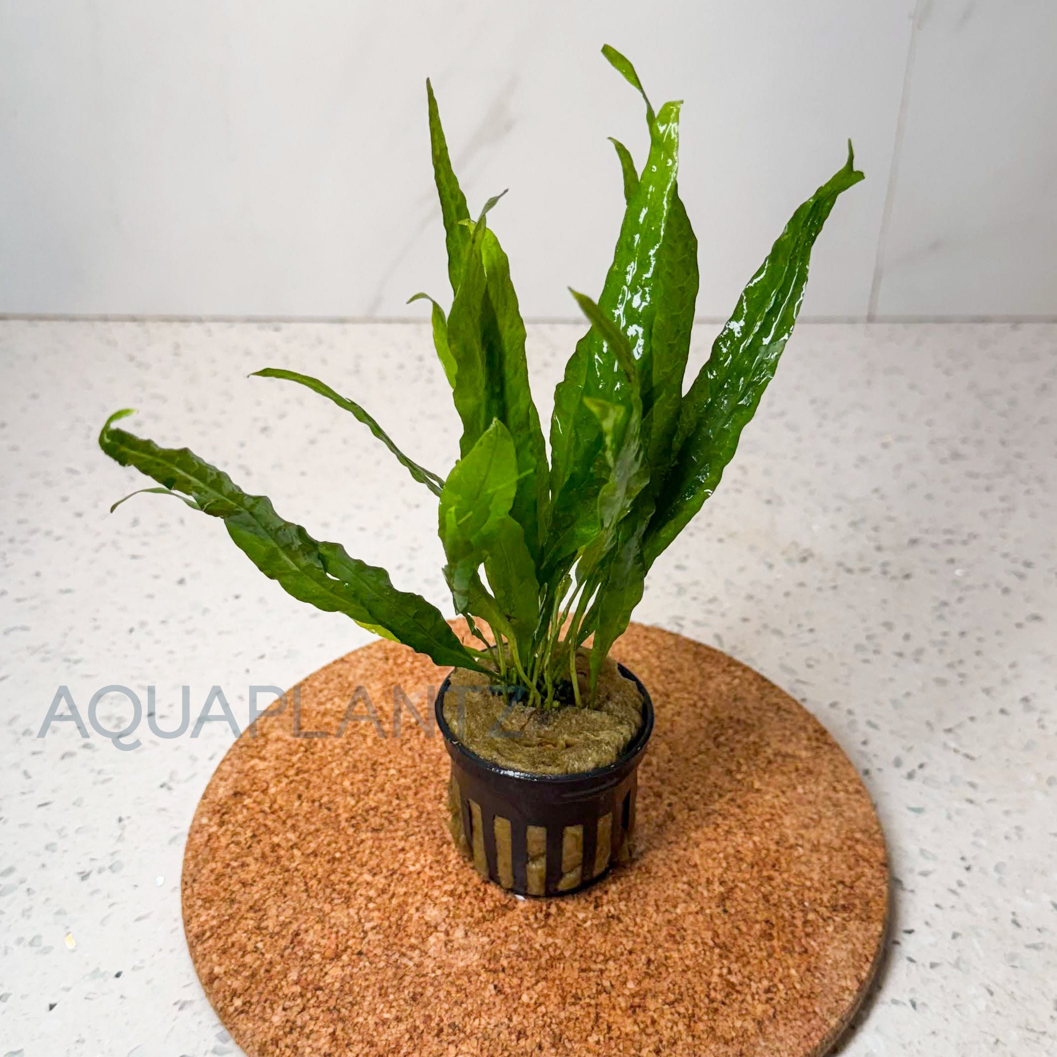 Microsorum Pteropus Narrow aquarium plant — Aquaplantz Canada
