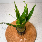 Microsorum Pteropus Narrow aquarium plant — Aquaplantz Canada
