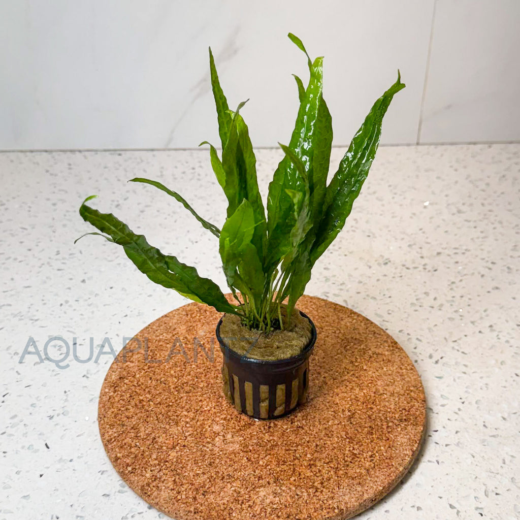 Microsorum Pteropus Narrow aquarium plant — Aquaplantz Canada