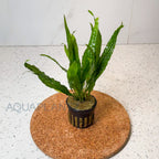 Microsorum Pteropus Narrow aquarium plant — Aquaplantz Canada